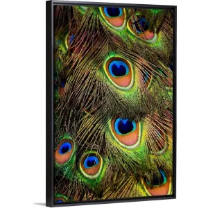 "Close-up of the tail feathers of an Indian Peacock" Black Float Frame Canvas Art